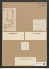 Amphora hians Fleogel. (de-Toni-Nr.: Genus 36, Species 1530) Zeichnungen Sammlung Grunow Nr. 2952 (NHMW-BOT-W0370307)